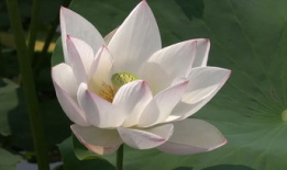 莲花视频,探寻东方美学与智慧之光